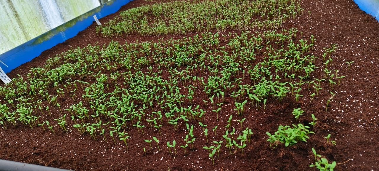 Plant Nursery Seedlings