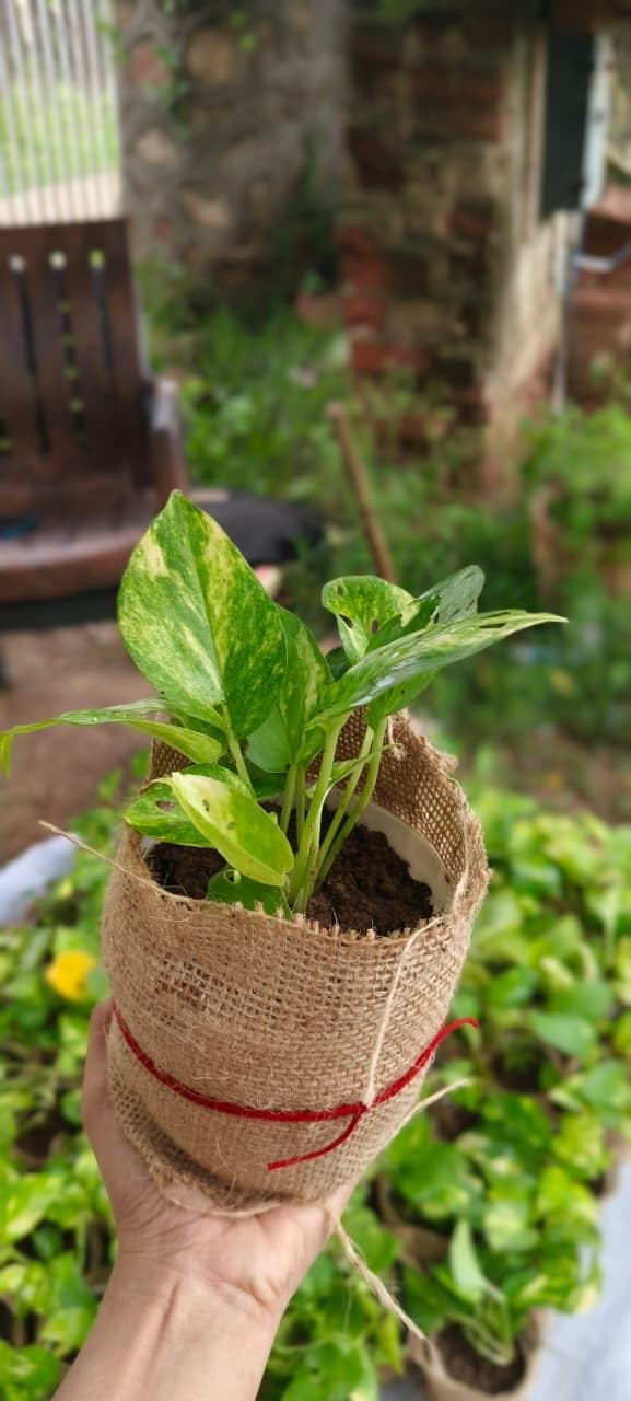 Residential Garden Pathway