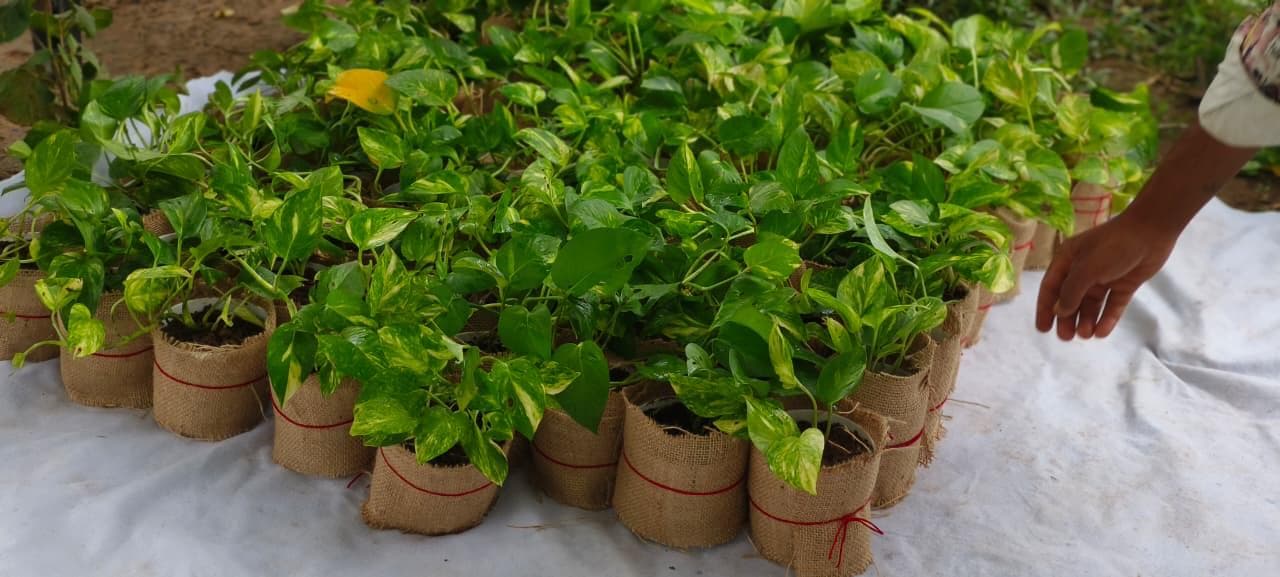 Money Plant Nursery Collection