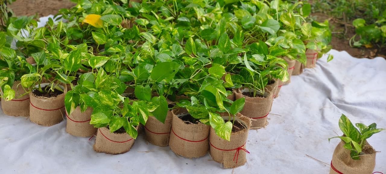 Nursery Seedling Beds